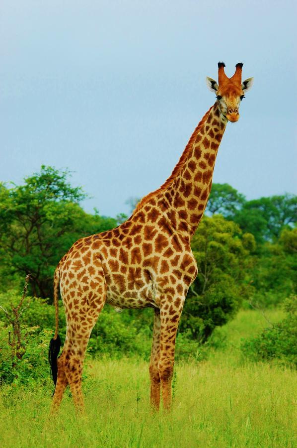 Legend Simba Safari - Legend Golf Safari Resort Golders Green Екстер'єр фото
