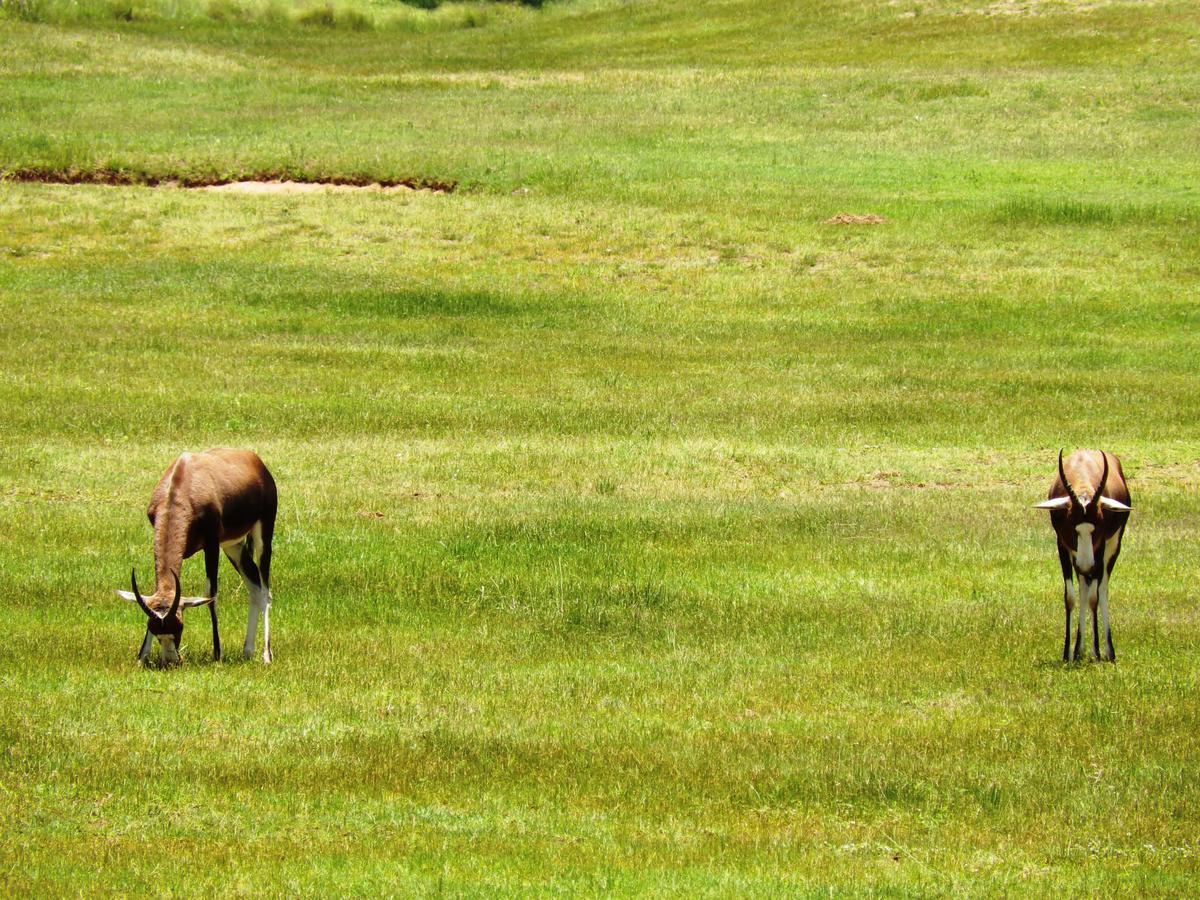 Legend Simba Safari - Legend Golf Safari Resort Golders Green Екстер'єр фото