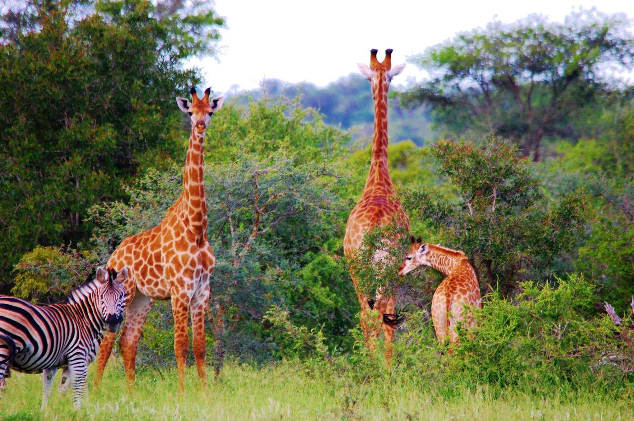Legend Simba Safari - Legend Golf Safari Resort Golders Green Екстер'єр фото