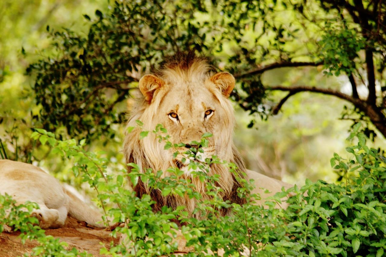 Legend Simba Safari - Legend Golf Safari Resort Golders Green Екстер'єр фото
