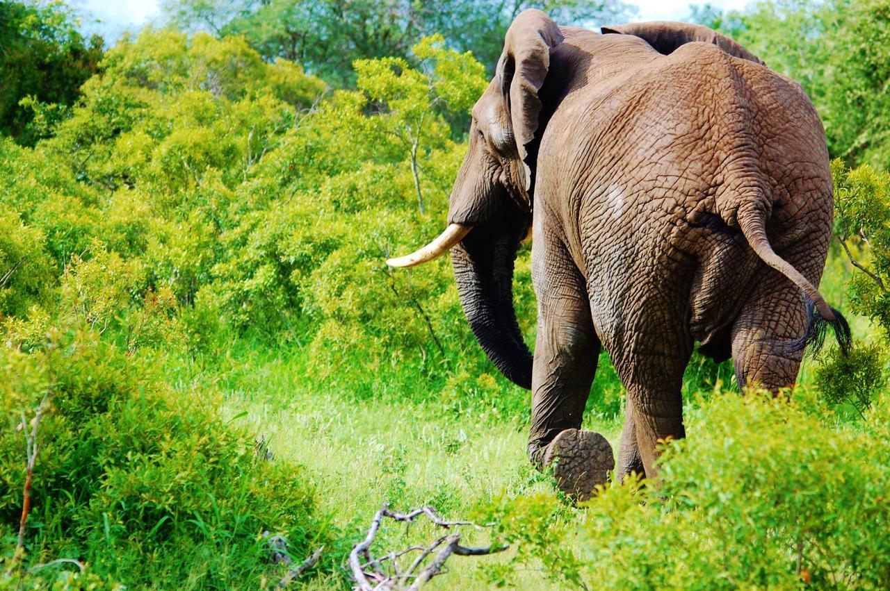 Legend Simba Safari - Legend Golf Safari Resort Golders Green Екстер'єр фото